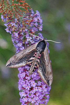 BUITEN BEELD Foto: 403634