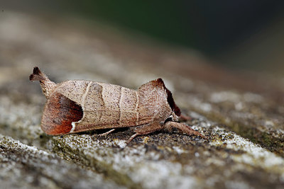 BUITEN BEELD Foto: 403646