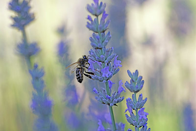 BUITEN BEELD Foto: 403649