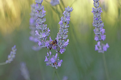 BUITEN BEELD Foto: 403665