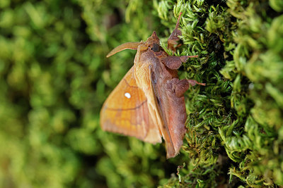 BUITEN BEELD Foto: 403668