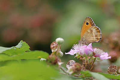 BUITEN BEELD Foto: 403674