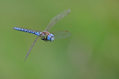 BUITEN BEELD Foto: 403685