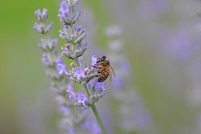 BUITEN BEELD Foto: 403696