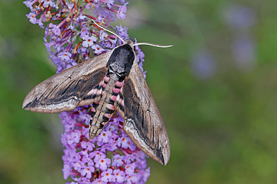 BUITEN BEELD Foto: 403702