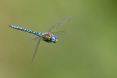 BUITEN BEELD Foto: 403707