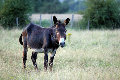 BUITEN BEELD Foto: 403746