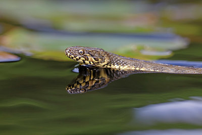 BUITEN BEELD Foto: 403819