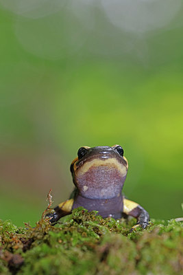 BUITEN BEELD Foto: 403831