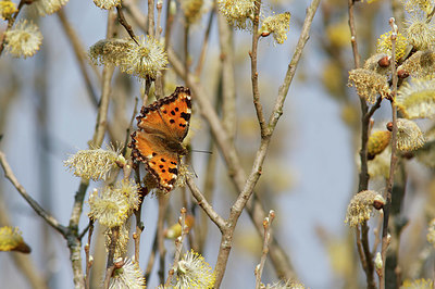 BUITEN BEELD Foto: 403864