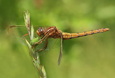 BUITEN BEELD Foto: 403880