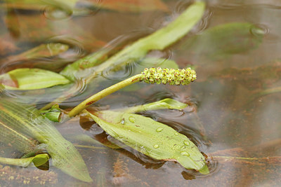 BUITEN BEELD Foto: 403884