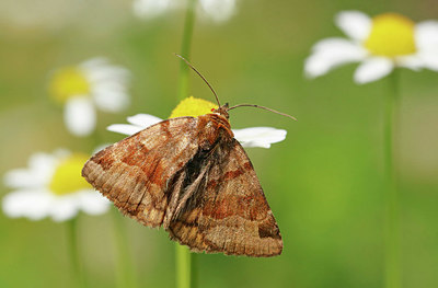 BUITEN BEELD Foto: 403887