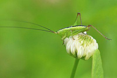 BUITEN BEELD Foto: 403889