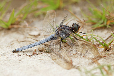 BUITEN BEELD Foto: 403894