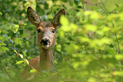 BUITEN BEELD Foto: 403908