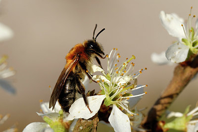 BUITEN BEELD Foto: 403916