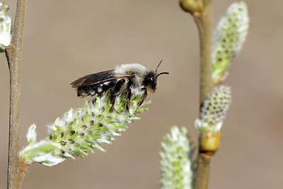 BUITEN BEELD Foto: 403920