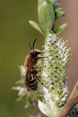 BUITEN BEELD Foto: 403941