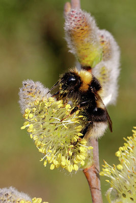 BUITEN BEELD Foto: 403944