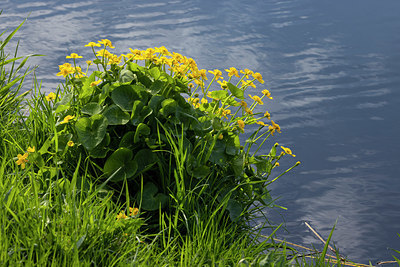 BUITEN BEELD Foto: 403976