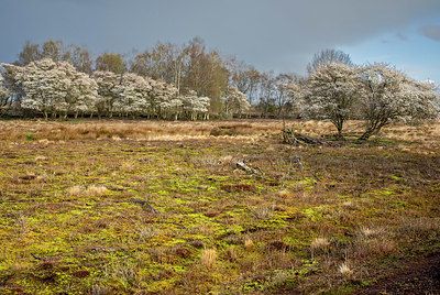 BUITEN BEELD Foto: 403991