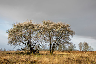 BUITEN BEELD Foto: 403993