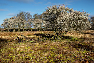 BUITEN BEELD Foto: 403996