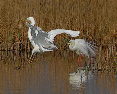 BUITEN BEELD Foto: 404017