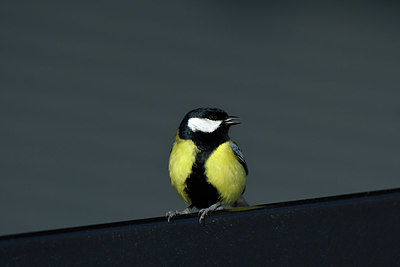 BUITEN BEELD Foto: 404023