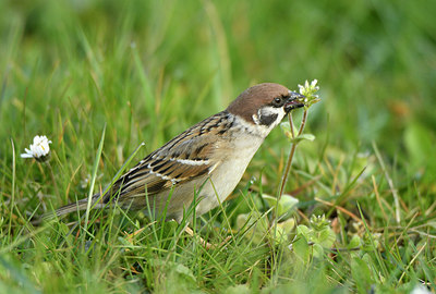 BUITEN BEELD Foto: 404033