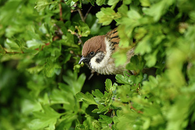 BUITEN BEELD Foto: 404037