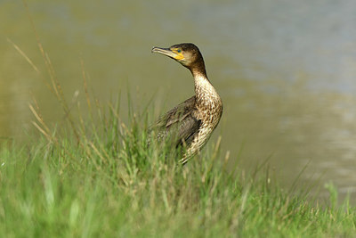 BUITEN BEELD Foto: 404039