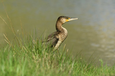 BUITEN BEELD Foto: 404046