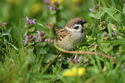 BUITEN BEELD Foto: 404047