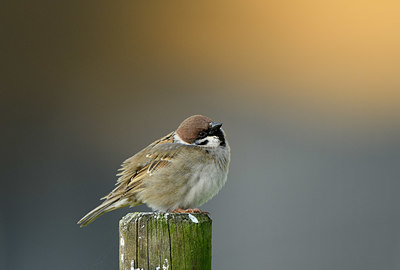 BUITEN BEELD Foto: 404049