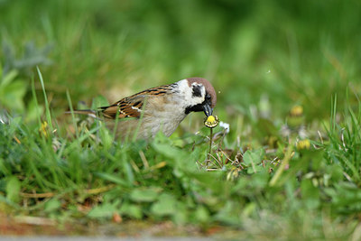 BUITEN BEELD Foto: 404050