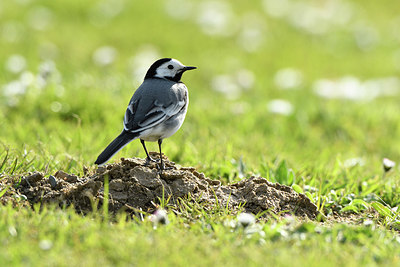 BUITEN BEELD Foto: 404052