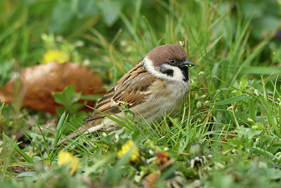 BUITEN BEELD Foto: 404053