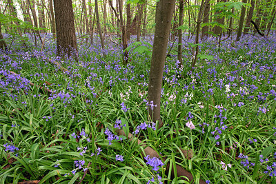 BUITEN BEELD Foto: 404075
