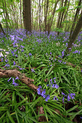 BUITEN BEELD Foto: 404076