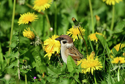 BUITEN BEELD Foto: 404091