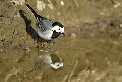 BUITEN BEELD Foto: 404093