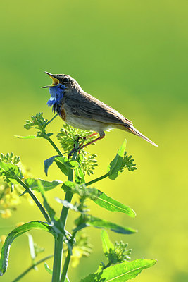 BUITEN BEELD Foto: 404094