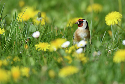 BUITEN BEELD Foto: 404096