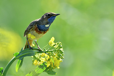 BUITEN BEELD Foto: 404101