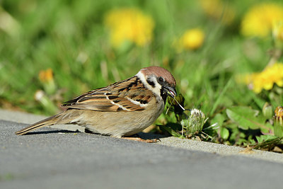 BUITEN BEELD Foto: 404109