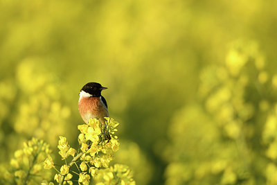 BUITEN BEELD Foto: 404115