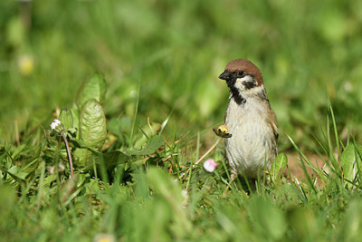 BUITEN BEELD Foto: 404116