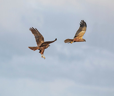 BUITEN BEELD Foto: 404134